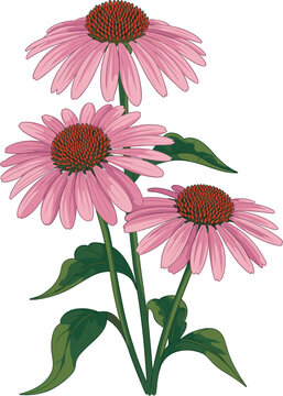 Beautiful pink echinacea flower illustration featuring green leaves and stems for botanical and garden vector design