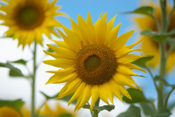 Golden summer countryside – wheat field and blooming sunflower in the sun © Przemysław.S