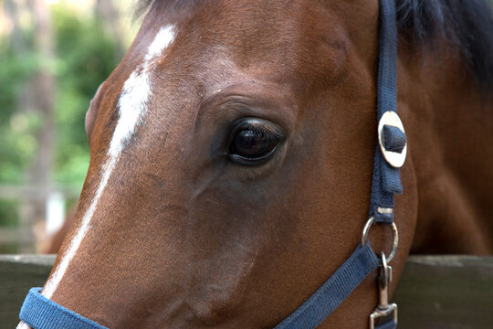 A close-up of a horse's head and left eye