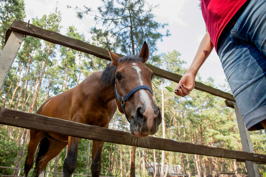Feeding a horse leaves from a useful tree