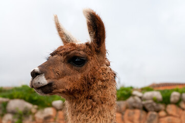 Llama portrait © Полина Ртищева