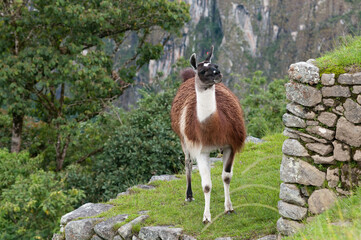 Naklejka premium Llama at Machu picchu