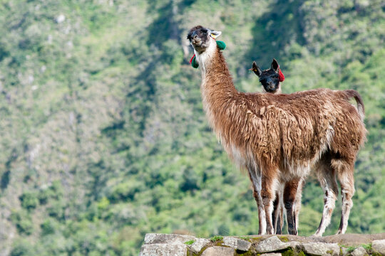 2 llamas at Machu picchu