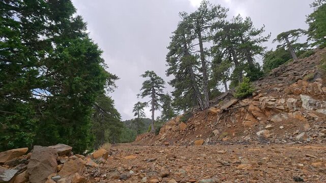 Pine trees on rocky mountain slope in Troodos forest, Cyprus. 4K static low angle shot of wild nature landscape under cloudy sky