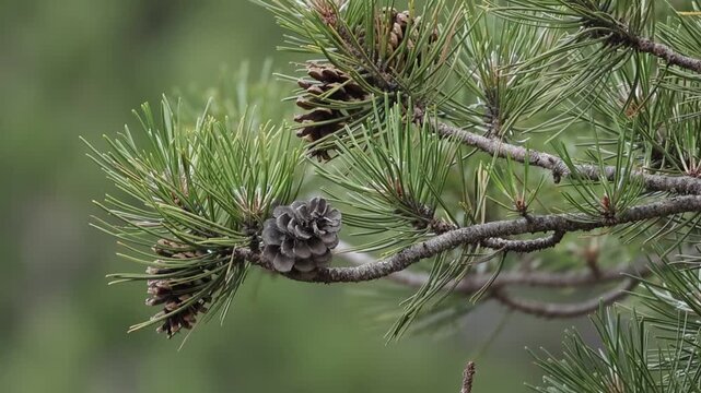 Pine cones on a green tree branch moving in the wind. Macro close up 4K static shot in Troodos forest, Cyprus with blurred background
