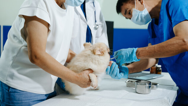 Asian veterinarian examines a cute Pomeranian with its owner at a modern veterinary clinic, highlighting pet healthcare, animal wellness, medical care and compassion.