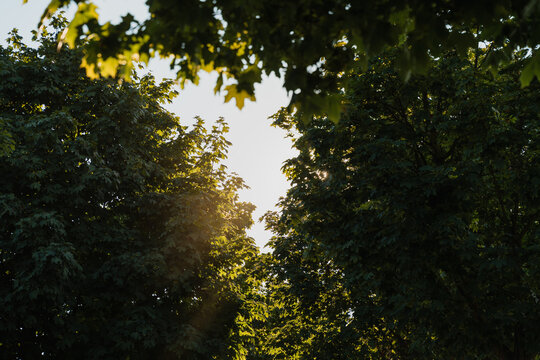Bright golden sunlight flares through the dense green foliage of a large tree during a late summer afternoon. Natural environment and peaceful outdoor beauty.
