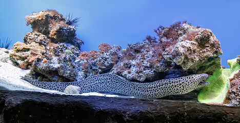 Panoramic marine life reef background for global environment protection layout © Minakryn Ruslan 