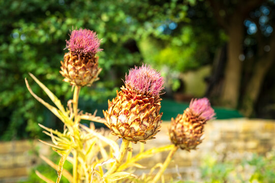 Shallow focus of a trio of wild thistles seen growing in a botanical gardens in Britain. Seen against a dark background.