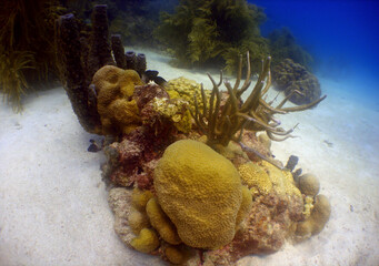 Colorful Coral Reef in the Crystal Clear Waters of the Caribbean Sea © gustavo