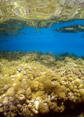 Colorful Coral Reef in the Crystal Clear Waters of the Caribbean Sea © gustavo