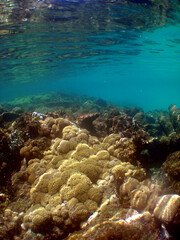 Colorful Coral Reef in the Crystal Clear Waters of the Caribbean Sea © gustavo