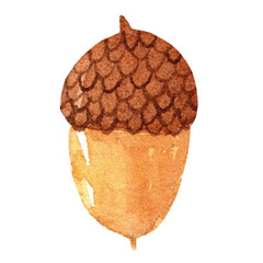 Hand drawn watercolor acorn. Forest tree element, fall season © Chorna Viktoriia