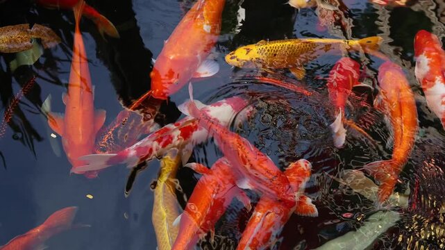Colorful koi carp fishes swimming in clear water pond. High angle view of bright orange, white and yellow nishikigoi fish crowd in outdoor ornamental garden pool, nature background concept.