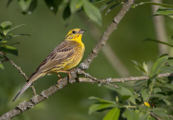 Fototapeta premium Yellowhammer - male in summer