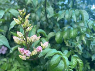 Close-up of the unbloomed buds of the pink trumpet vine plant (Podranea ricasoliana) © Angelina