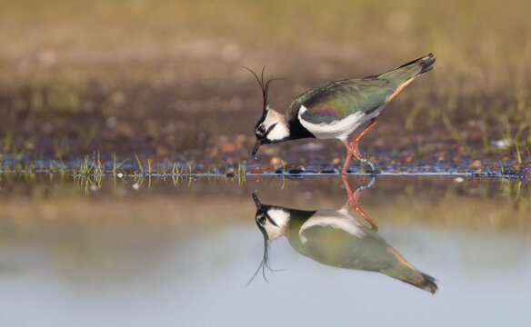 Northern lapwing - male bird at a wetland in spring