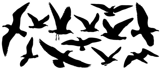 Fototapeta premium Flying seagulls isolated on a transparent background, black silhouette illustrations