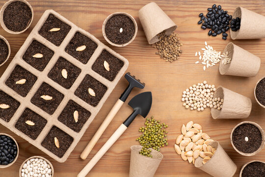 Sowing seeds in peat pots, top view on a wooden table or worktop 