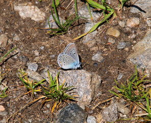 Polyommatus amandus, the Amanda's blue butterfly switting on the soil © lotusblüte17