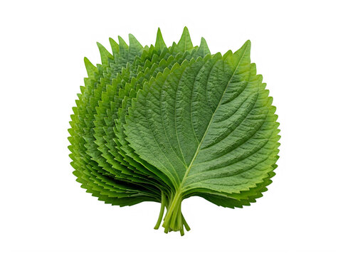 Fresh green perilla leaves bunched together for cooking isolated on transparent background
