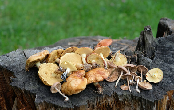 many edible mushrooms of yellow boletus, suillus tridentinus (family Boletaceae, Suillus, Boletus granulatus) and scotch bonnet mushroom on tree stump outdoor. Picking wild fresh mushrooms in forest