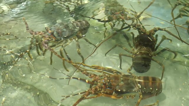 Live spiny lobsters swimming in a clear water tank display at a seafood restaurant in Nha Trang, Vietnam. Fresh raw marine crayfish in aquarium for sale at local food market, dining concept.
