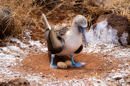 An adult blue-footed booby guards an egg on bare ground