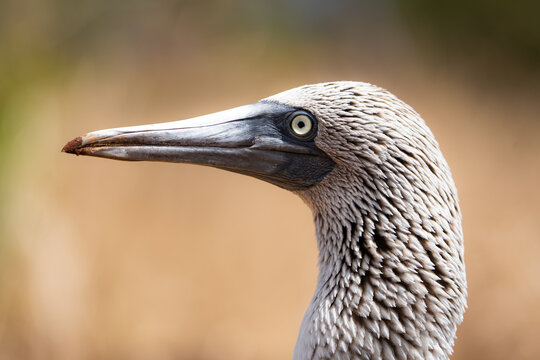 Intimate head portrait of a blue-footed booby in soft light