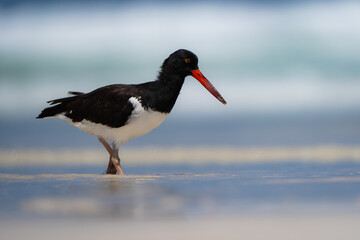 An American oystercatcher stands on an open sandy beach © Josu