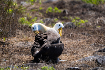 Fototapeta premium Waved albatross pair performing a courtship ritual