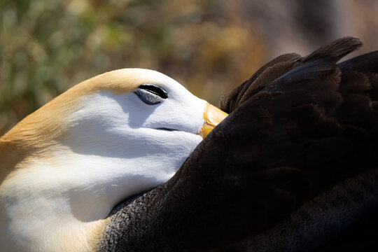 A resting waved albatross tucks its head against dark wing feathers