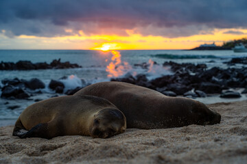 Obraz premium Two Galapagos sea lions sleep beneath a colorful tropical sunset