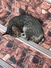 cat in the garden © kantari
