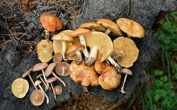 edible mushrooms of yellow boletus, suillus tridentinus (family Boletaceae, Suillus, Boletus granulatus) and scotch bonnet mushrooms on tree stump. Picking wild fresh mushrooms in forest. top view