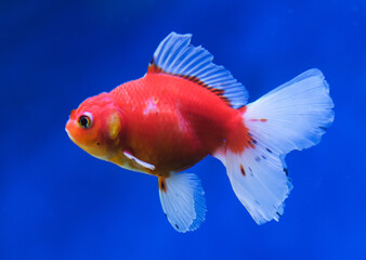 A close-up side view of watching goldfish © Yf