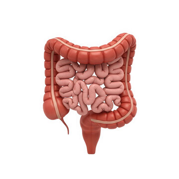 A detailed illustration of the human large intestine isolated on transparent background