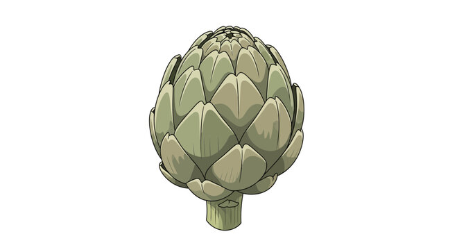 Green globe artichoke vegetable vector illustration isolated on white background