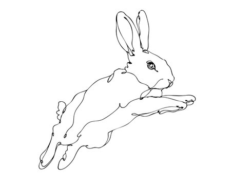Rabbit outline drawing - sketchy vector linework with no background