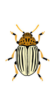 Colorado potato beetle isolated vector illustration isolated on transparent or white background, png
