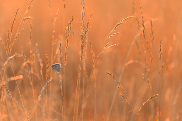 Common Blue butterfly (Polyommatus icarus) in a summer meadow with wildflowers and grasses © anettastar