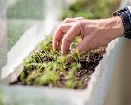Hands gently thin young seedlings growing in a windowsill planter under bright natural light. The close-up highlights indoor gardening, careful plant care, and healthy spring growth at home.