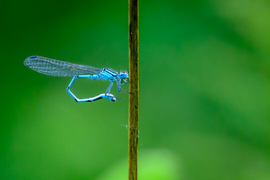 damselfly on a stalk