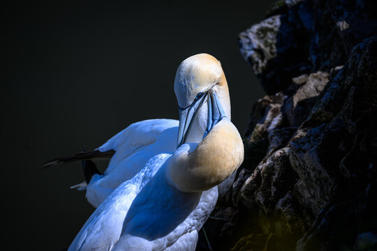 Northern gannets preening each other