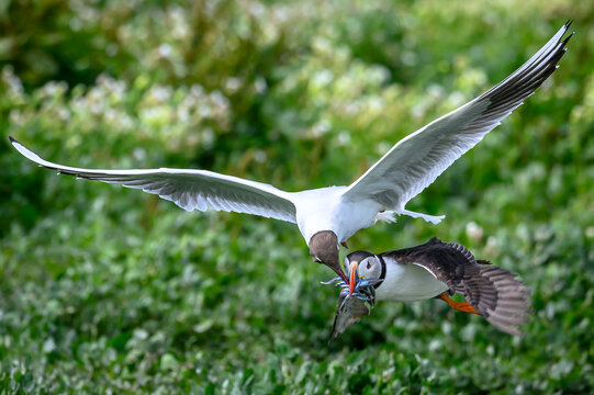 black headed gull stealing fish from a puffin