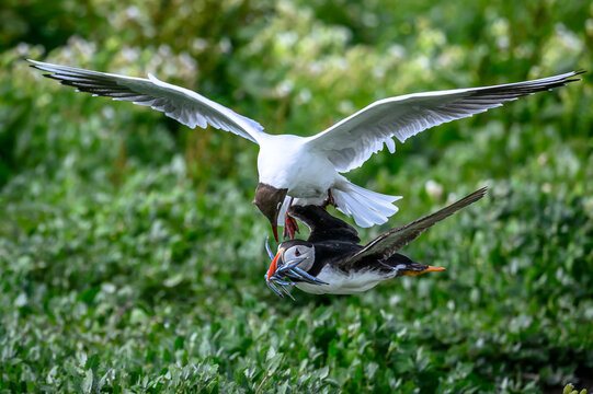 black headed gull attempting to steal fish from a puffin