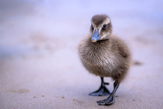 Eider duckling on a beach