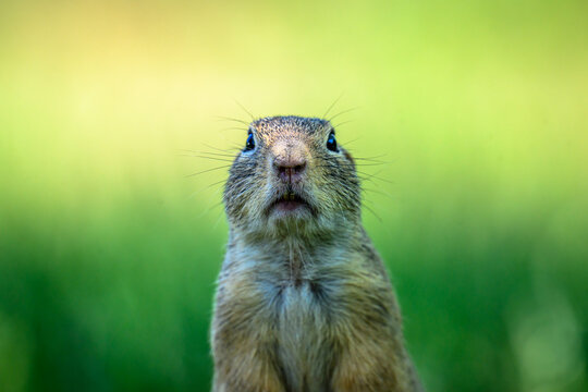 Portrait of a ground squirrel