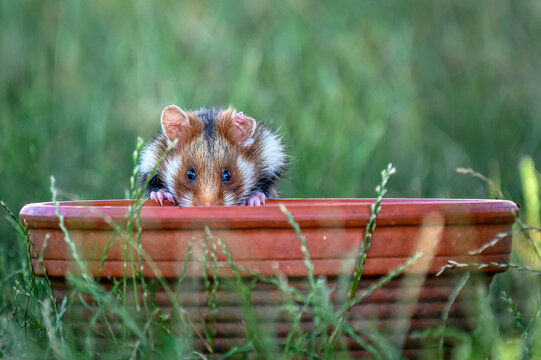 European hamster having a drink in Vienna graveyard