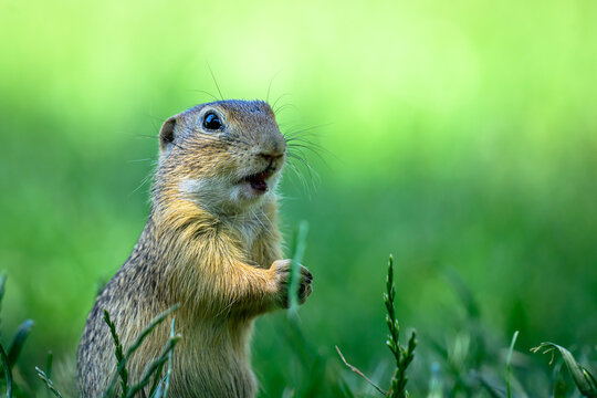 Ground squirrel eating berries